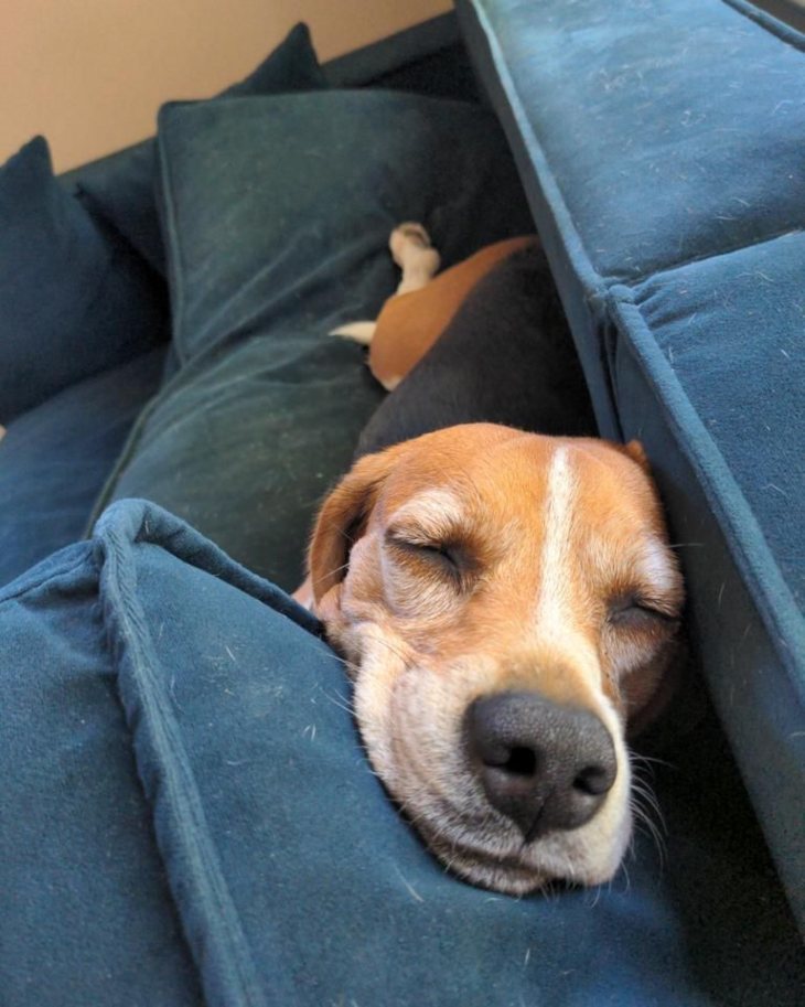 Perro beagle. / RR.SS.
