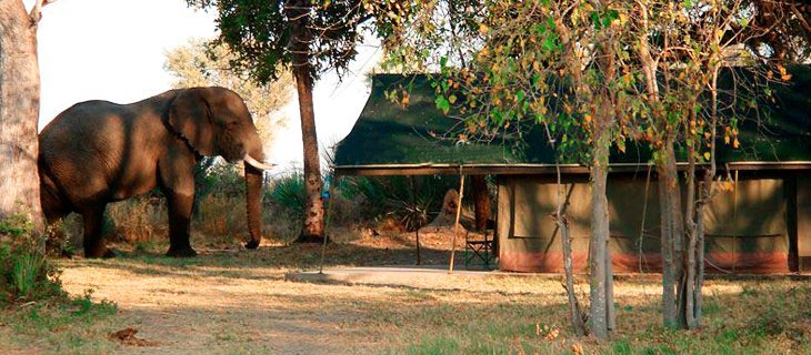Un elefante invade el campamento de Qorokwe, al norte de Botsuana. / RR.SS