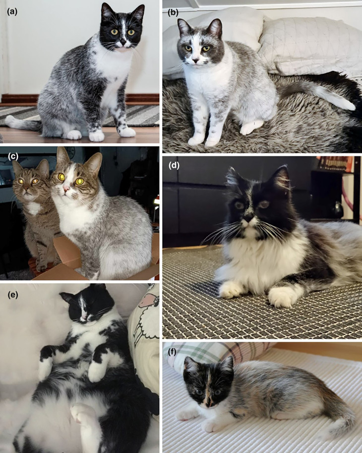 Comparaciones entre los gatos salmiak. / RR.SS.