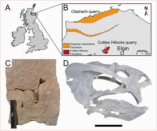 Cráneo de Gordonia. /Zoological Journal of the Linnean Societ.