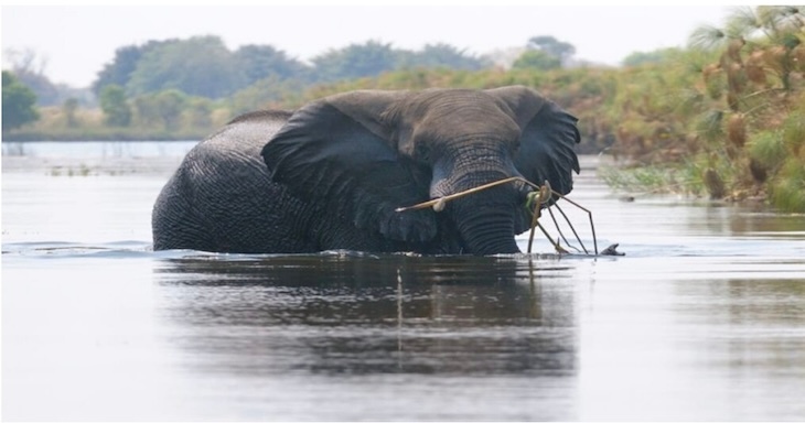 Biodiversidad en Okavango. / RR.SS.