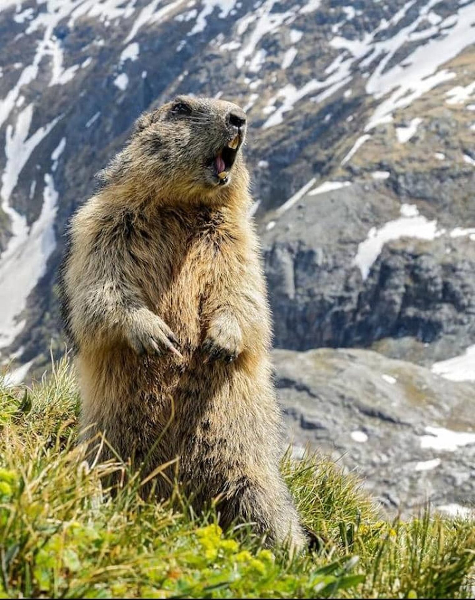 La marmota alpina sobrevive hasta 9 meses bajo tierra, en lo que constituye uno de los letargos más largos del reino animal. / RR SS.